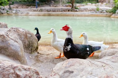 Muscovy ördeğinin kırmızı yüzü ve göletin yanındaki diğer beyaz ördekler. Kapat.