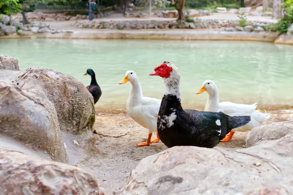 Muscovy ördeğinin kırmızı yüzü ve göletin yanındaki diğer beyaz ördekler. Kapat.