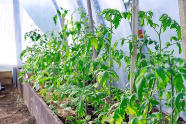 Bahçede domates tohumu. Serada yetişen domates. Kapat.