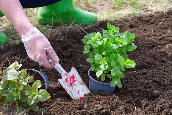 Vrouw Die Verse Munt Tuin Verpot Close — Stockfoto