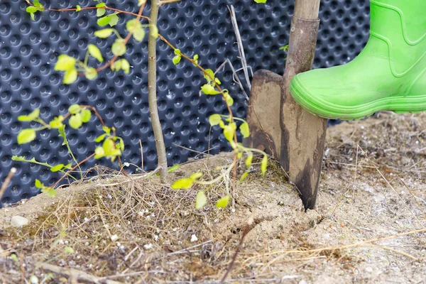 Tuinman Graaft Een Jonge Boom Bij Fundering Van Het Huis — Stockfoto