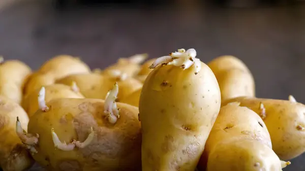 Sprouted Potatoes Macro Shot Seed Potatoes Sprouts Root Crops Planting —  Fotos de Stock