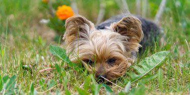Yorkshire Teriyeri yavrusu çiçeklere yakın alçak baharda uzanır. Altın saat fotoğrafçılığında komik, küçük bir York köpeği. Kapat.