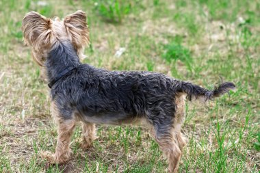 Bir Yorkshire Teriyeri sırtı kameraya dönük olarak çiçeklerin yanındaki alçak baharda duruyor. Altın saat fotoğrafındaki komik Yorkie yavrusu. yakın plan