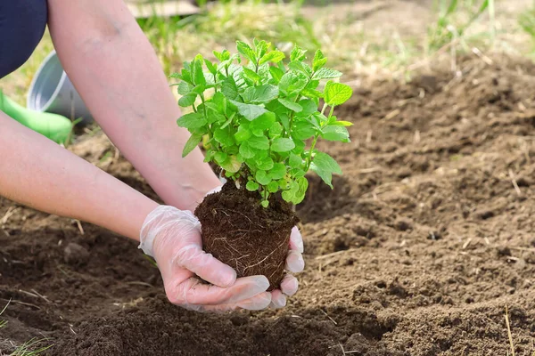 Vrouw Die Verse Munt Tuin Verpot Close — Stockfoto