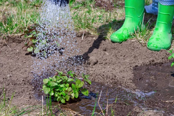 Rega Hortelã Pimenta Com Regador Jardim Transplante Rega Mudas Perto — Fotografia de Stock