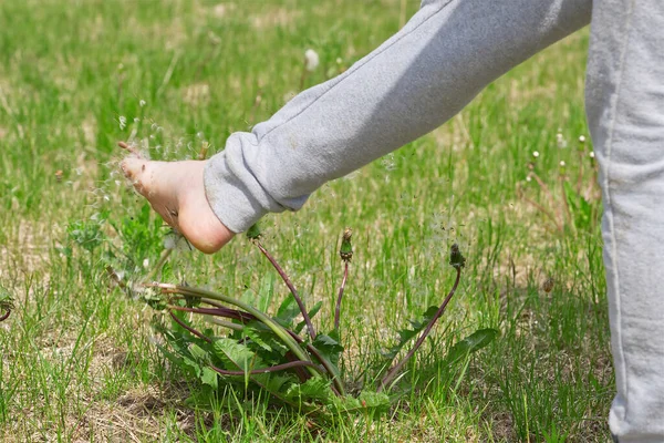 a child plays on a green field and knocks down dandelions with his foot. seeds scatter over a green field. close up