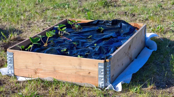 Jordgubbsväxter Odling Jordgubbsproduktion Sängar Trä Och Plast Täckta Med Unga — Stockfoto