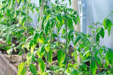 Bahçede domates tohumu. Serada yetişen domates. Kapat.