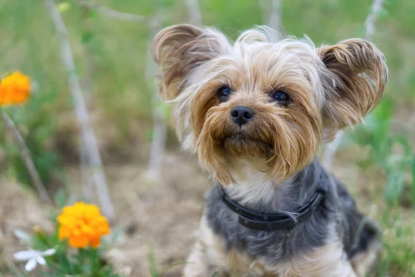 Yorkshire Teriyeri köpeği çiçeklere yakın çimlerde oturuyor. Altın saat fotoğrafçılığında komik, küçük bir York köpeği. Kapat.