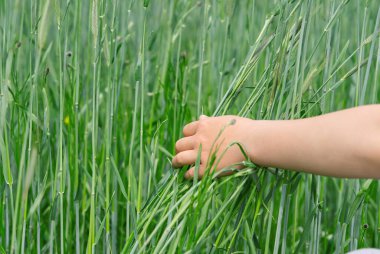 Çocuk el tarladaki buğday kulaklarına dokunur. Bir adam gün batımında buğday tarlasında yürüyor, elleriyle buğdayın yeşil kulaklarına dokunuyor. Kapat