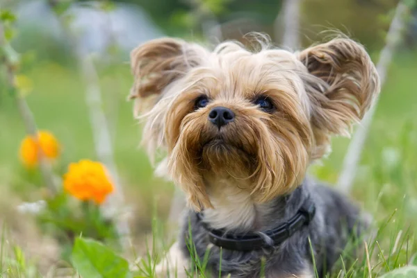 Yorkshire Teriyeri köpeği çiçeklere yakın çimlerde oturuyor. Altın saat fotoğrafçılığında komik, küçük bir York köpeği. Kapat.