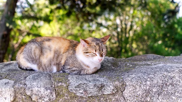 The cat is resting on a stone fence in the shade under a tree. Greece, kalabaka. close up
