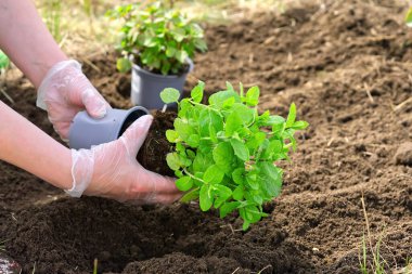 Bahçede taze nane saksısını değiştiren bir kadın. Kapat.