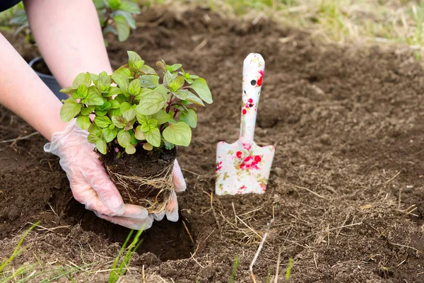 Vrouw Die Verse Munt Tuin Verpot Close — Stockfoto