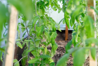 Bahçede domates tohumu. Serada yetişen domates. Kapat.