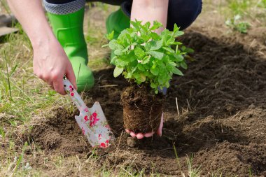 Bahçede taze nane saksısını değiştiren bir kadın. Kapat.