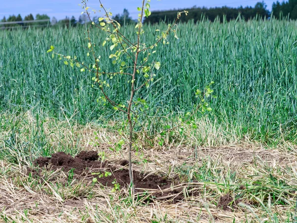 Árvore Jovem Plantada Perto Belo Campo Com Trigo Fundo Perto — Fotografia de Stock