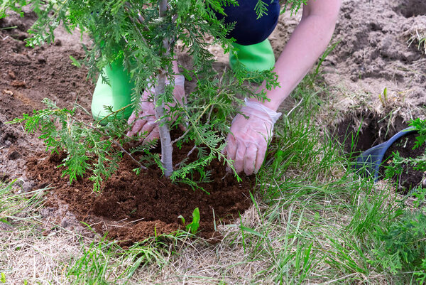 Gardener planting juniper plants in the garden. Seasonal works in the yard. close up
