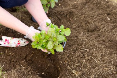 Bahçede taze nane saksısını değiştiren bir kadın. Kapat.