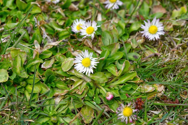 Petites Fleurs Camomille Sur Prairie Verte Gros Plan — Photo