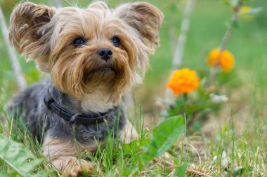 Yorkshire Teriyeri köpeği çiçeklere yakın çimlerde oturuyor. Altın saat fotoğrafçılığında komik, küçük bir York köpeği. Kapat.