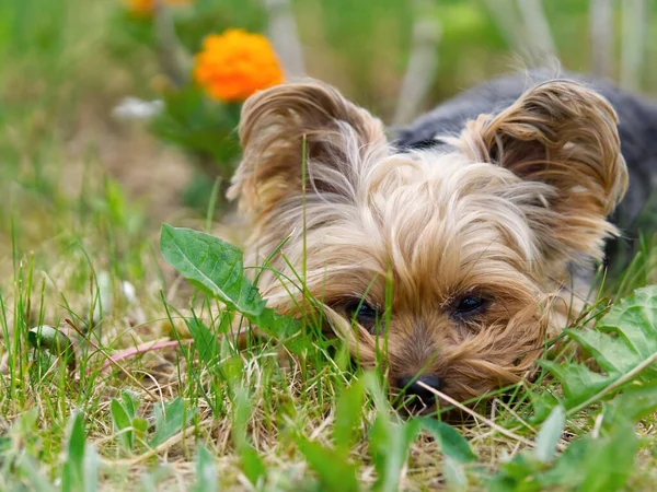 Yorkshire Terrier Puppy Lies Low Spring Grass Close Flowers Funny — Stock Photo, Image
