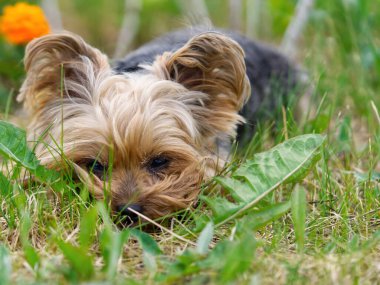 Yorkshire Teriyeri yavrusu çiçeklere yakın alçak baharda uzanır. Altın saat fotoğrafçılığında komik, küçük bir York köpeği. Kapat.