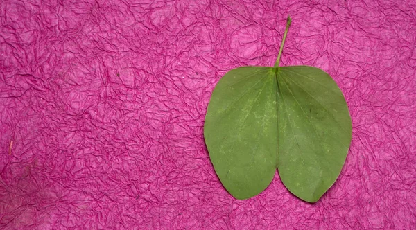 Индийский Фестиваль Dussehra Показывающий Зеленые Листья Лепестки Фиолетовом Фоне Открытка — стоковое фото