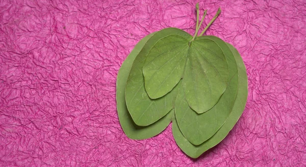 Indian Festival Dussehra Mostrando Folhas Verdes Fundo Roxo Cartão Saudação — Fotografia de Stock