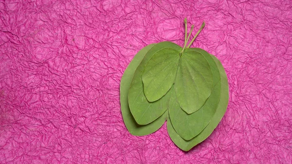 Indian Festival Dussehra Mostrando Folhas Verdes Fundo Roxo Cartão Saudação — Fotografia de Stock
