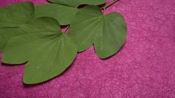 Indian Festival Dussehra Met Groene Bladeren Paarse Achtergrond Wenskaart — Stockfoto