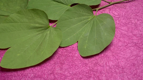 インド祭デュッセラ 紫色の背景に緑の葉を示しています グリーティングカード — ストック写真