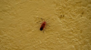 Beyaz duvardaki böceğin kapanışı