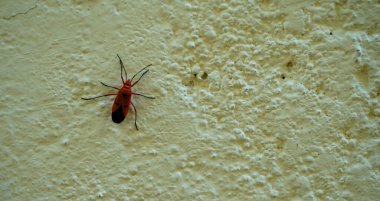 Beyaz duvardaki böceğin kapanışı
