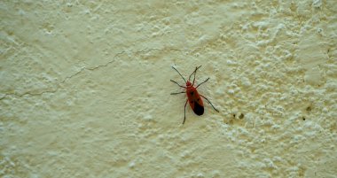 Beyaz duvardaki böceğin kapanışı