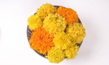 Marigold 'un sarı çiçekleri beyaz arka planda izole edilmiş.