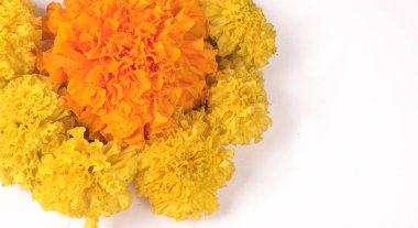 Marigold 'un sarı çiçekleri beyaz arkaplanda izole edilmiş..