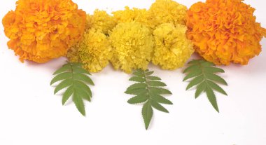 Beyaz arka planda yeşil yapraklı sarı Marigold çiçekleri.