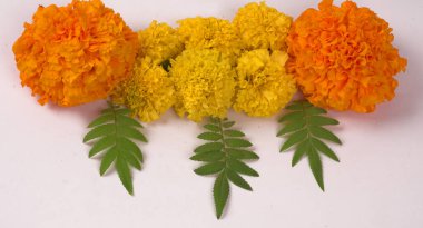 Beyaz arka planda yeşil yapraklı sarı Marigold çiçekleri.