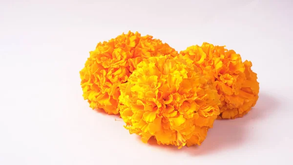 Marigold 'un sarı çiçekleri beyaz arkaplanda izole edilmiş..