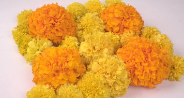 Marigold 'un sarı çiçekleri beyaz arkaplanda izole edilmiş..