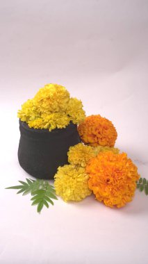 Beyaz arka planda yeşil yapraklı Marigold 'un sarı çiçekleri.