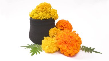 Beyaz arka planda yeşil yapraklı Marigold 'un sarı çiçekleri.