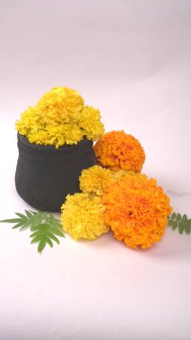 Beyaz arka planda yeşil yapraklı Marigold 'un sarı çiçekleri.