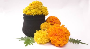 Beyaz arka planda yeşil yapraklı Marigold 'un sarı çiçekleri.