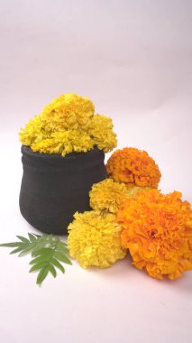 Beyaz arka planda yeşil yapraklı Marigold 'un sarı çiçekleri.