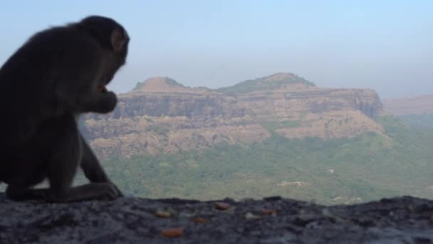 Gros Plan Singe Mignon Assis Avec Panorama Panoramique Prairie Verte — Video