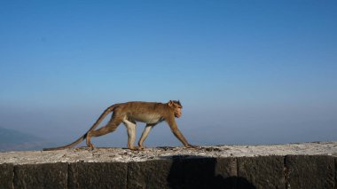 Monkey on wall in high mountains