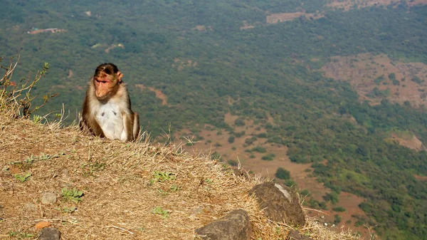 Μαϊμού Στα Βουνά Ηλιόλουστη Μέρα — Φωτογραφία Αρχείου